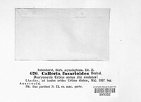 Calloria urticae image